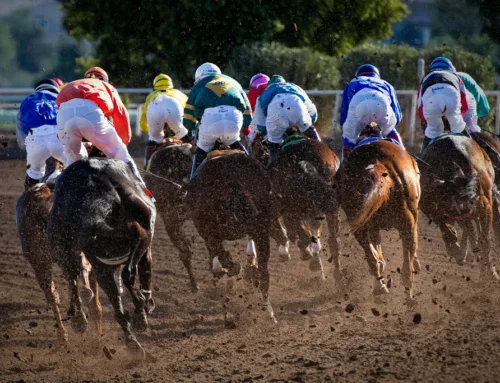 Box Bet Horse Racing Explained: All You Need to Know